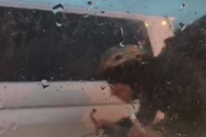 K&ouml;pr&uuml;den ge&ccedil;mek i&ccedil;in yaptığı kurnazlık kamerada