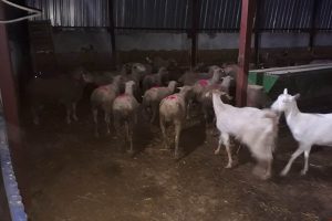 Jandarma koyun hırsızlarını yakaladı