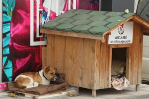 &Uuml;zerindeki montu &uuml;ş&uuml;yen sokak k&ouml;peğiyle paylaştı