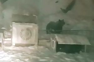 Bursa'da a&ccedil; kalan ayı &ccedil;&ouml;pleri karıştırdı