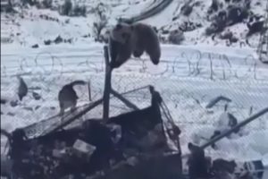 Kato Dağı'nda a&ccedil; kalan ayı, askeri &uuml;s b&ouml;lgesine girdi