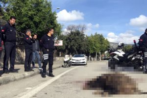 Şehre inen yaban domuzuna araba &ccedil;arptı