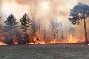 Orman yangınlarının nedeni ihmal ve dikkatsizlik