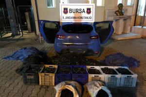 Bursa'da zeytin hırsızlarını jandarma yakaladı