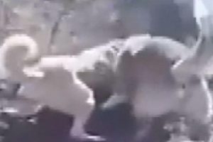 K&ouml;peklerine sokak k&ouml;peğini par&ccedil;alattı!