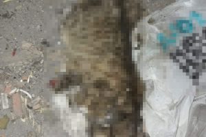 İnşatta bacakları kesik kedi ölüsü bulundu