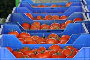 Irak pazarı daraldı, domates fiyatları düştü