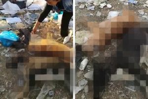 Adana'da ayakları bağlı halde ölmüş iki köpek bulundu