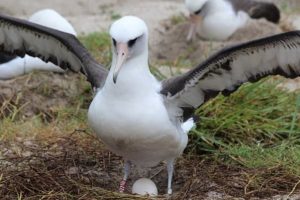 Dünyanın en yaşlı albatrosu 68 yaşında