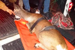 Köpeklerin saldırdığı karaca tedavi sonrası doğaya salındı