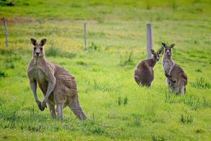 Avustralya'da kanguru saldırısına uğrayan adam günün konusu oldu