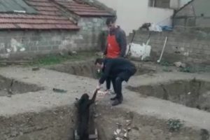 Bursa'da çukura düşen köpeği merdivenle kurtardılar