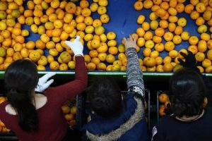 Adana'da narenciye hasadı y&uuml;z g&uuml;ld&uuml;r&uuml;yor