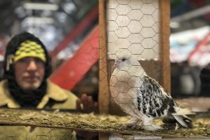 Bursa'da asırlık kuş pazarı binlerce kuş severi bir araya getiriyor