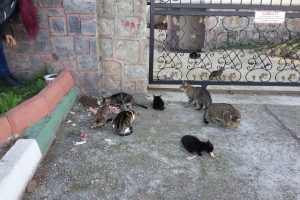 Bursa'da sokak hayvanları i&ccedil;in harekete ge&ccedil;tiler