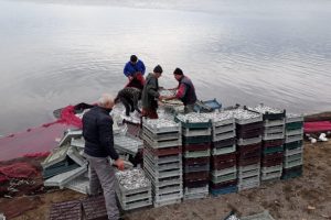 Bursa İznik Gölü'nde gümüş balığı şaşkınlığı