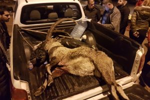 Koruma altındaki yaban ke&ccedil;isini avlayan 2 kişi, adli kontrolle serbest