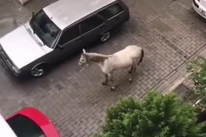 Otomobilinin arkasına iple bağladığı atı s&uuml;r&uuml;kledi