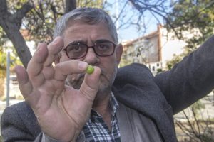 Aralık ayında erik topladı