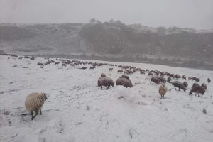 Kar yağışı &ccedil;obanları zor durumda bıraktı