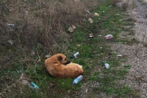 Bursa'da yaralı k&ouml;peğe belediye sahip &ccedil;ıktı