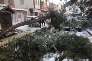Kar yağışına dayanamayan ağa&ccedil;, k&ouml;k&uuml;nden s&ouml;k&uuml;ld&uuml;