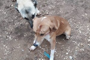 Yavru k&ouml;peğin &uuml;zerine silahla ateş a&ccedil;ıldı