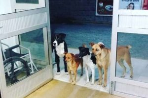Vefakar k&ouml;pekler hastane kapısında b&ouml;yle bekledi!