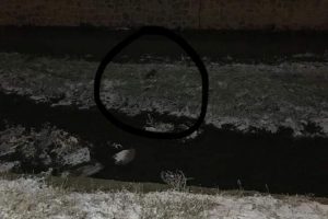 Mahsur kalan yavru k&ouml;peği itfaiye kurtardı