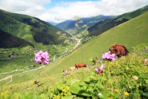 Ayder ve Uzung&ouml;l'e alternatif turizm merkezleri oluşturulacak