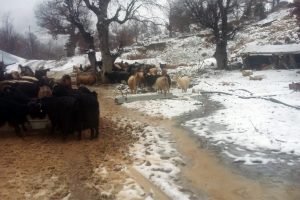 Karda mahsur kalan 2 çoban ve sürüsü kurtarıldı