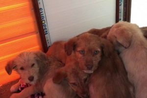 Yavru k&ouml;pekler donmak &uuml;zereyken kurtarıldı