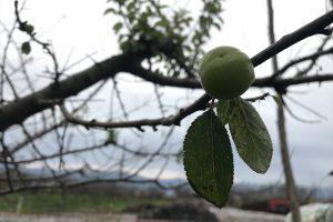 Bursa İznik'te erik ağaçları kış mevsiminde meyve verdi
