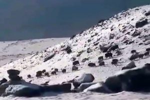 Yiyecek arayan domuz s&uuml;r&uuml;s&uuml; cep telefonuyla g&ouml;r&uuml;nt&uuml;lendi