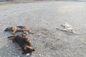 Zehirli et ve kek verilen 4 sokak k&ouml;peği &ouml;ld&uuml;