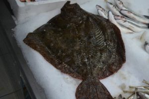 7 kilogram ağırlığında, fiyatı dudak u&ccedil;uklatıyor!