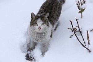 İstanbul'da kar i&ccedil;in saat verildi