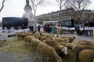 Paris'in göbeğinde koyunlu gösteri