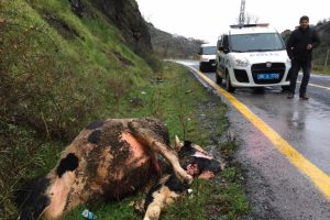Yol kenarında boğazı kesik, bir bacağı alınmış b&uuml;y&uuml;kbaş &ouml;l&uuml;s&uuml; bulundu