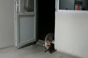 Evinin kapısını her gece gelen tilkiye a&ccedil;ıyor!
