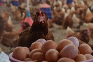 Tavuk ve yumurta ihracatı 1 milyar dolara yaklaştı