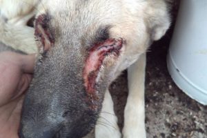 Sokak k&ouml;peği g&ouml;zleri oyulmuş halde bulundu