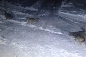 A&ccedil; kurtlar k&ouml;ye indi, k&ouml;pekleri par&ccedil;aladı