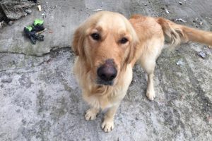 1 aydır sahibini bırakıldığı yerde bekliyor