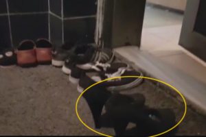 Kendilerini gizlemek i&ccedil;in kapının &ouml;n&uuml;ne kadın ayakkabısı koymuşlar