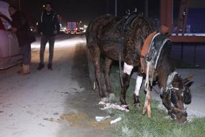 Hastaneye gitmeyi reddetti! Bir an olsun yalnız bırakmadı...