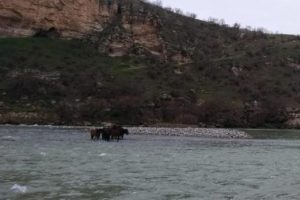 Botan &Ccedil;ayı'nda mahsur kaldılar! Hepsi kurtarıldı