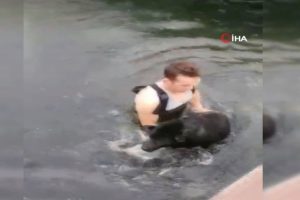 Suya d&uuml;şen k&ouml;pek i&ccedil;in buz gibi suya girdi