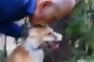 Tel &ouml;rg&uuml;ye sıkışan tilkiyi kurtardı, &ouml;perek doğaya saldı