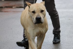 Başına 10 bin lira &ouml;d&uuml;l konulan k&ouml;pek bulundu